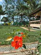Hibiscus und Malaysia Grass (8K)