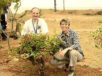 Michael und Anette pflanzen Bougainvillea