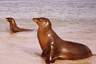 Galapagos: Seelöwen